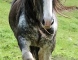 Clydesdale Stallion