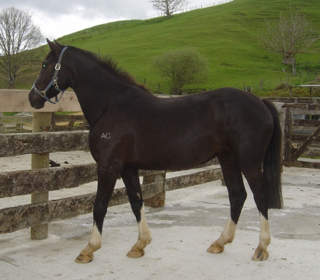 Aratoro Lass - Magnificent **SOLD**