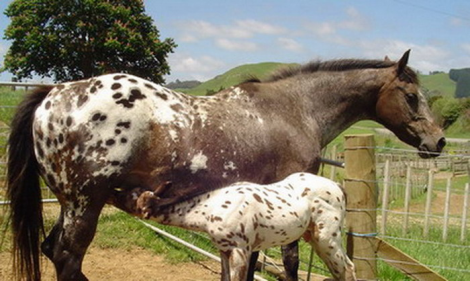 Princes Mustang Sally