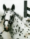 Petal as a foal