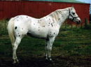 Coolibah Snow Leopard