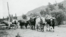 Bullock Team