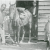 local Farrier