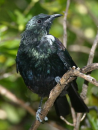 Tui