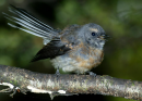 Fantail