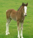 Freda's Foal (2)