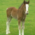 Freda's Foal (2)