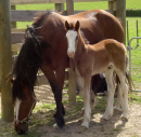 Gypsy's Foal