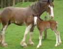 Freda's Foal