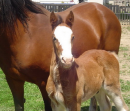 Gypsy's foal (2)