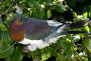 Wood Pigeon