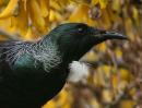 Tui Closeup