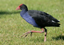 Pukeko