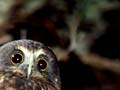 Morepork