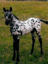 Shania as a Foal