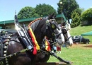 Pirongia Clydesdales