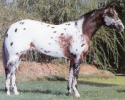 Appaloosa Association of NZ 