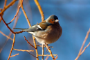 Chaffinch Male