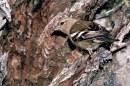 Chaffinch Female