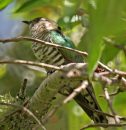 Shining Cuckoo