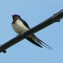 Swallow